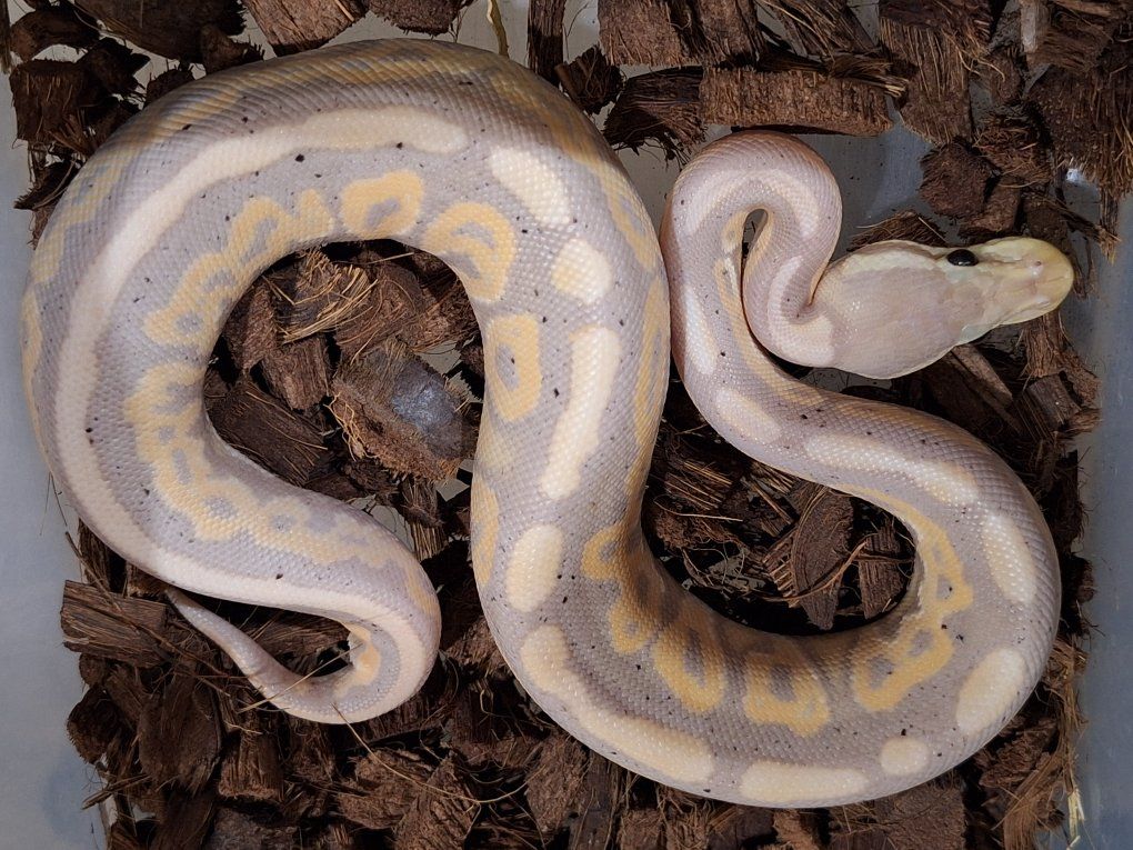 Cinnamon Banana ball python