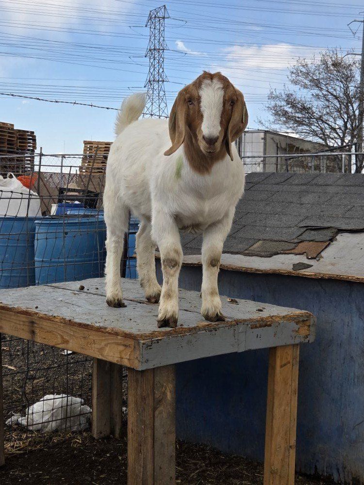 Boer wether goat