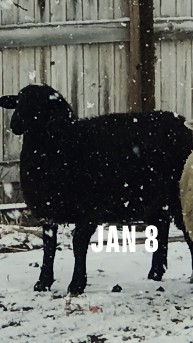 All black Dorper/Suffolk cross ewe lamb, pregnant.