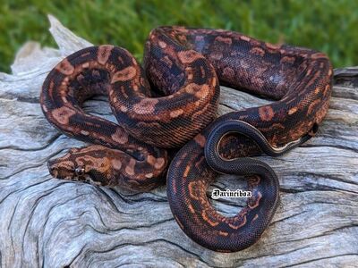 VERY High end Redtail Boas