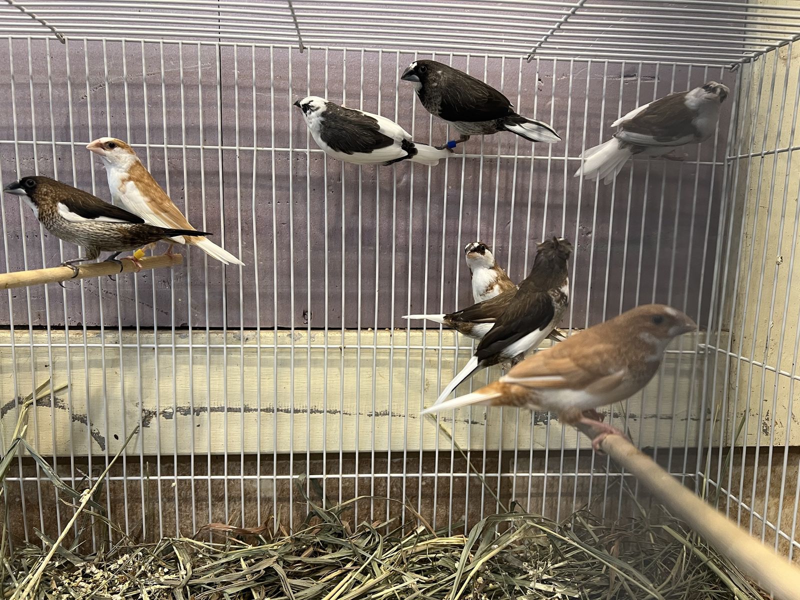 IMPORTED BEAUTIFUL SOCIETY FINCHES