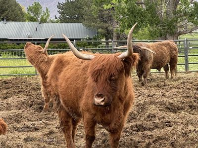 Bred Highland Cow with Silver Bull calf