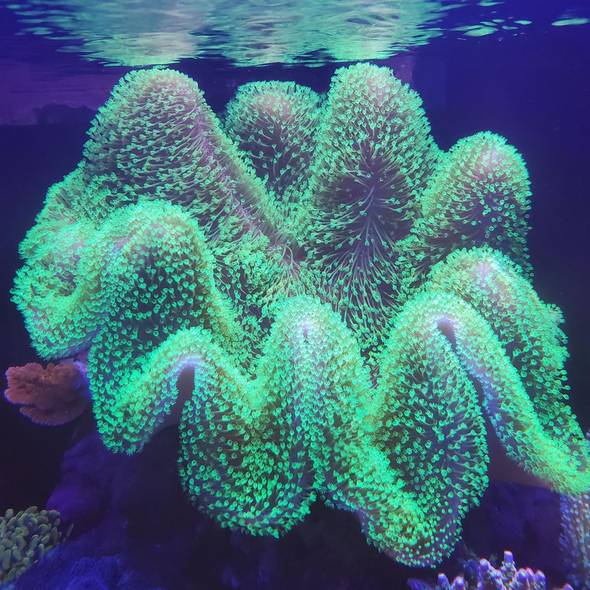 Toadstool Coral Frag