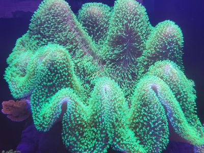 Toadstool Coral Frag