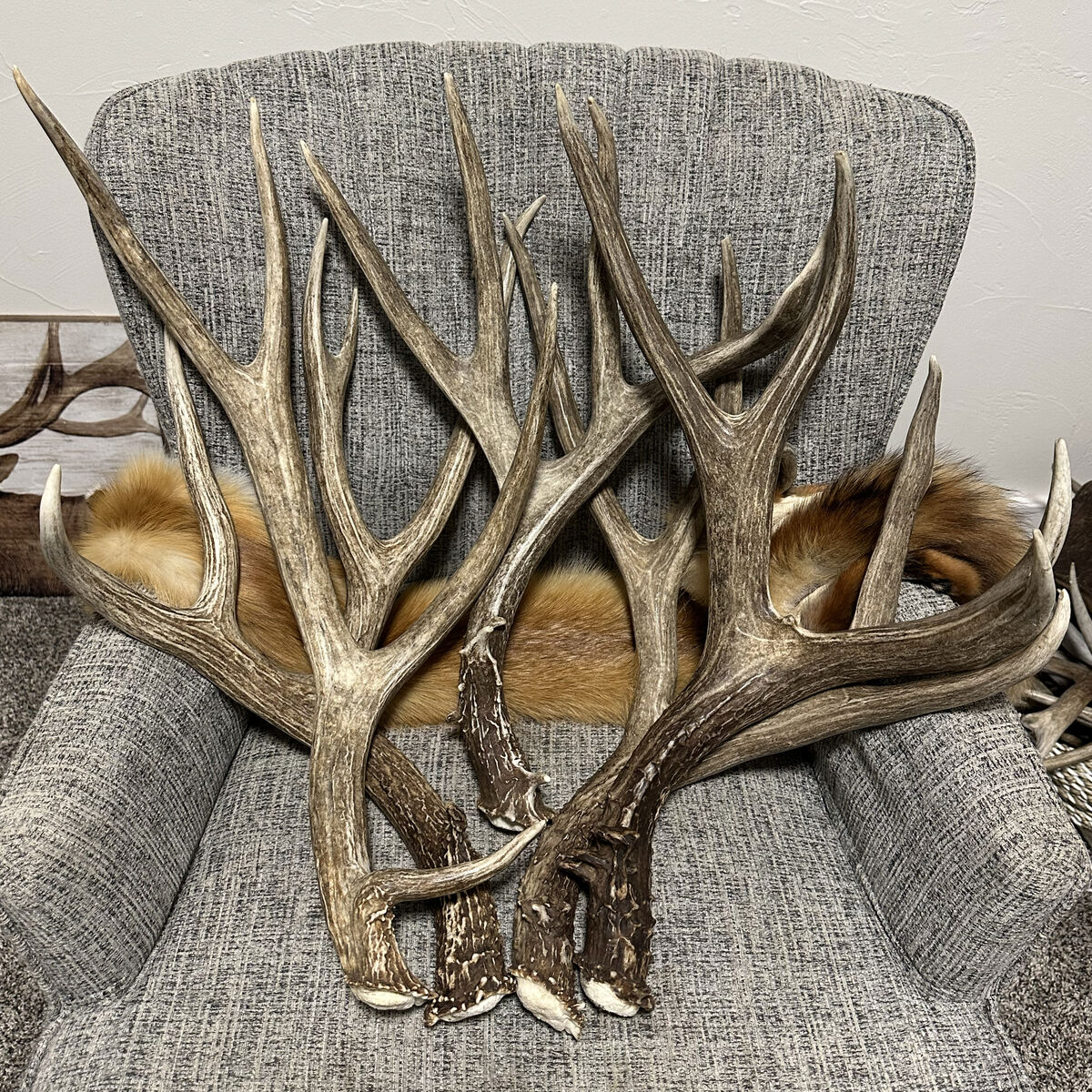 Brown Mule Deer Sheds
