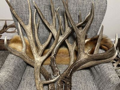 Brown Mule Deer Sheds