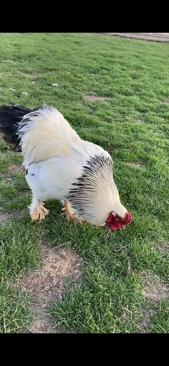 Brahma Roosters