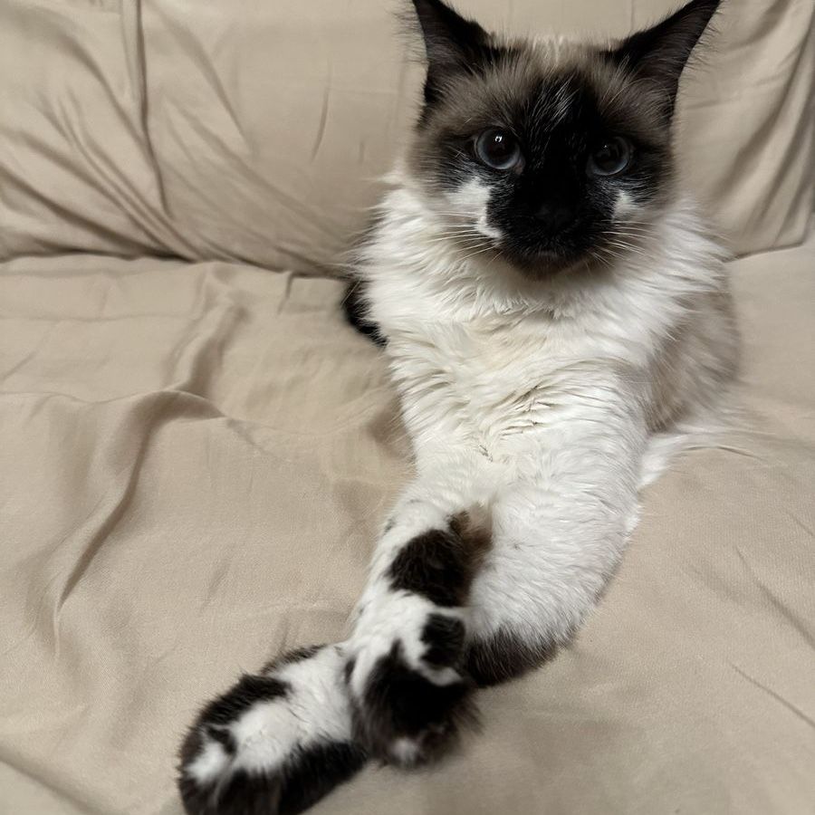 Female Siamese Mix Cat