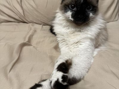 Female Siamese Mix Cat