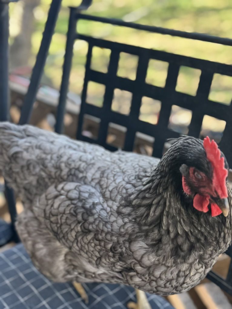 Own Your Own Flock Of Chickens!