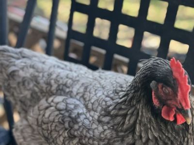 Own Your Own Flock Of Chickens!