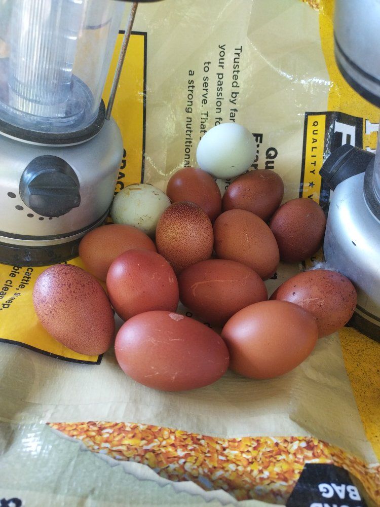 1 Dozen eggs Pure Breed FERTILIZED Black Copper Maran