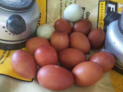 1 Dozen eggs Pure Breed FERTILIZED Black Copper Maran