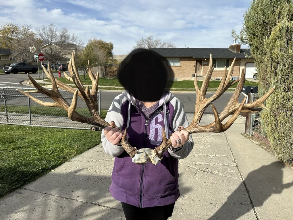 Big Set Of Replica Antlers For Sell