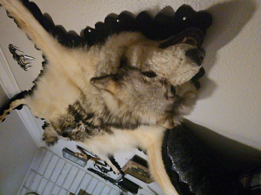 Genuine Wolf tapestry.