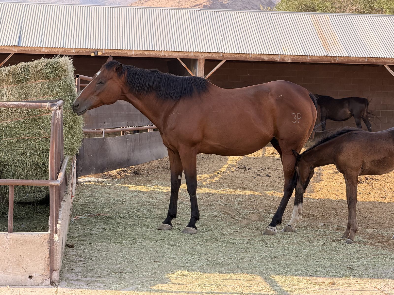 2011 Papered Broodmare “Sister” – Lucky Ducky Beach