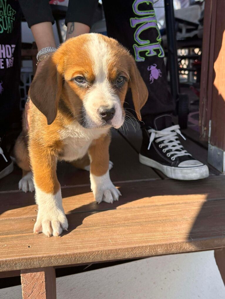 Bernese Mountain Dog And St Bernard Mix Puppies