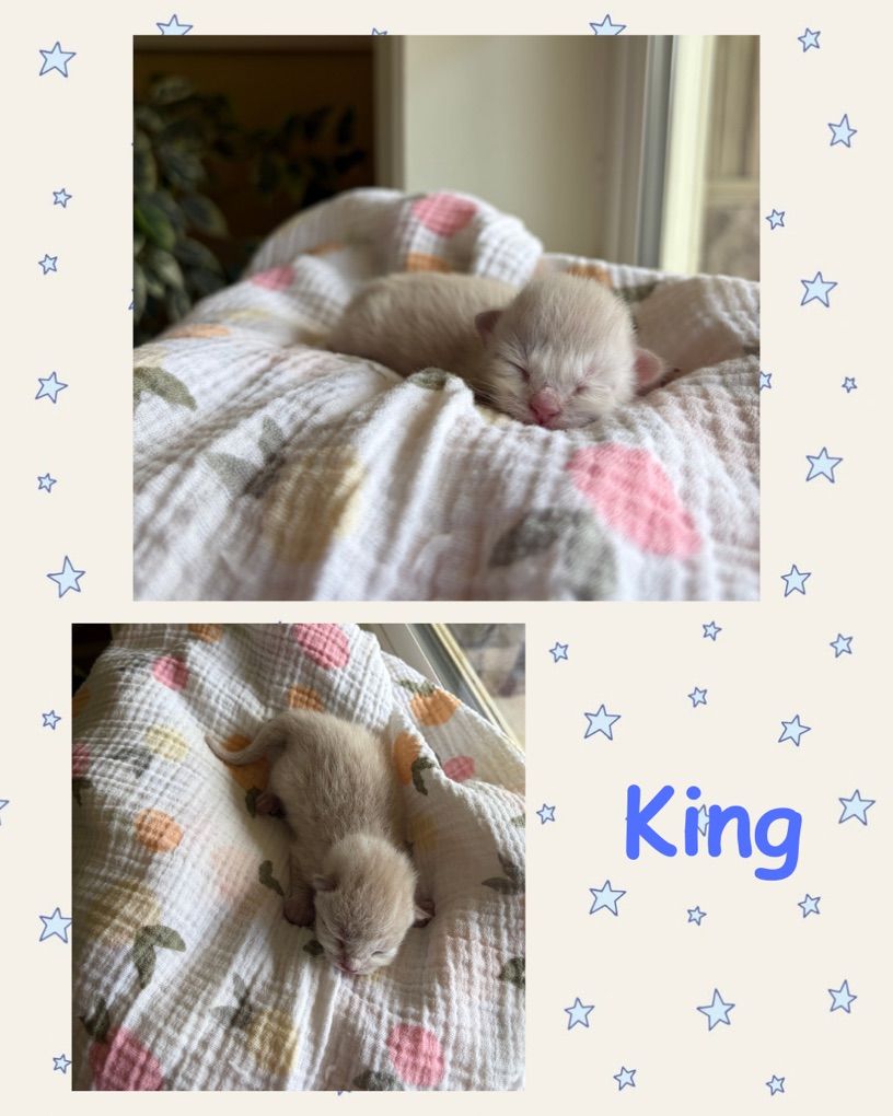 Kittens