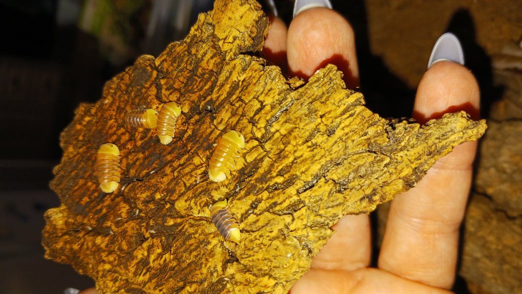 blonde rubber duckies