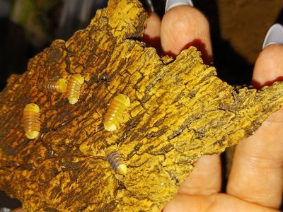 blonde rubber duckies