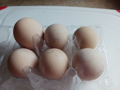 Guinea fowl eggs