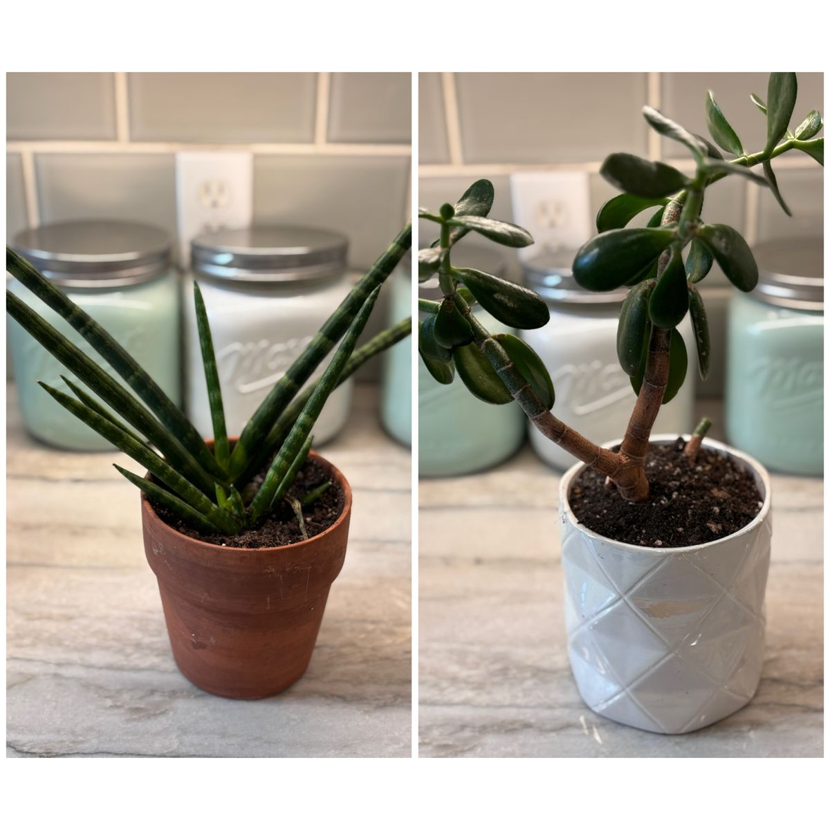 Healthy Jade Tree and Aloe Vera $15 each