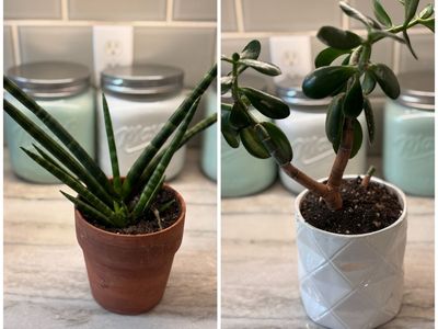 Healthy Jade Tree and Aloe Vera $15 each
