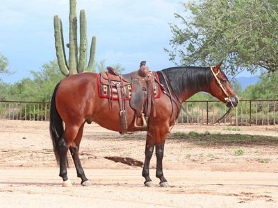 Bay Quarter Horse Gelding