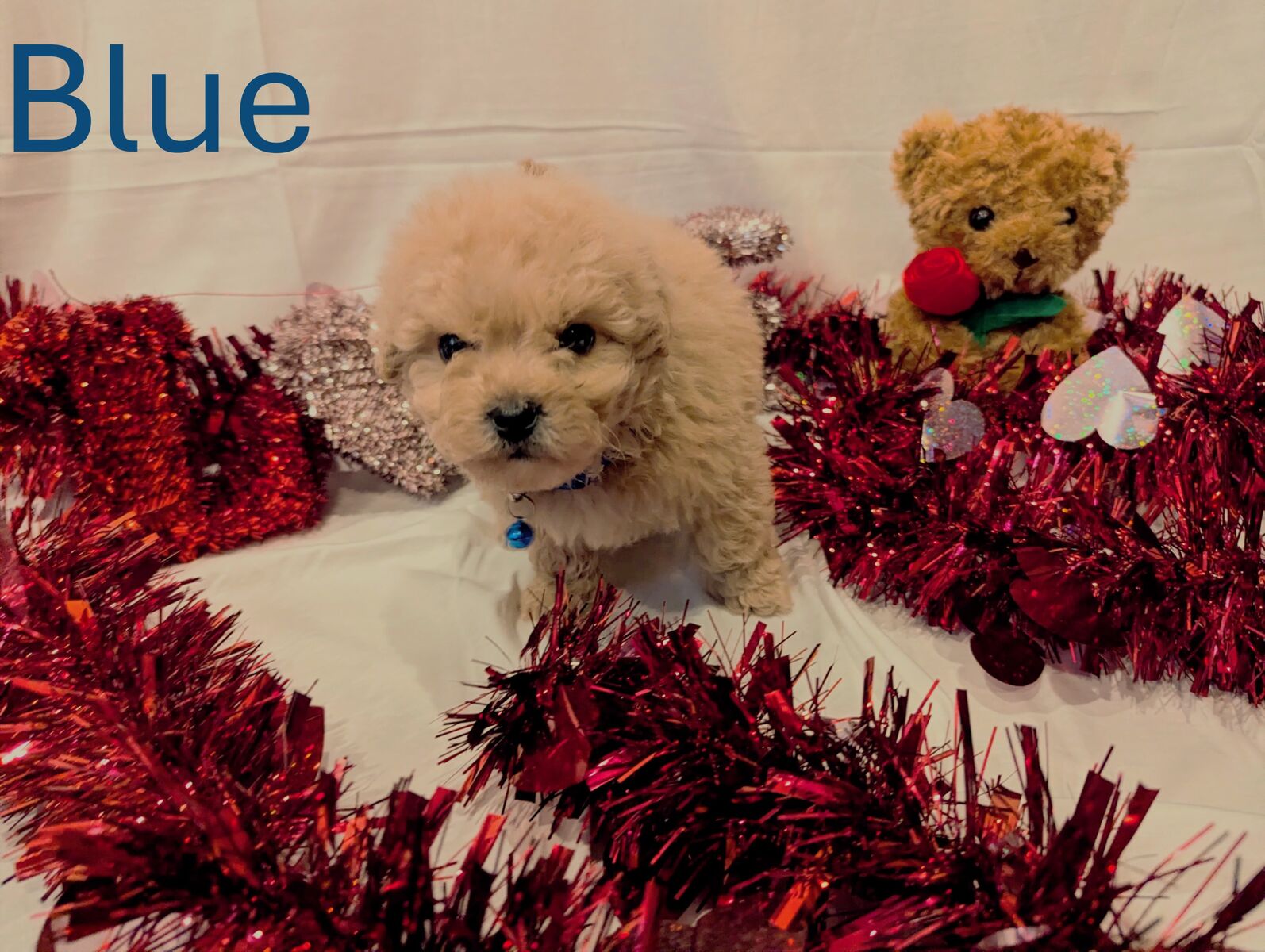 F1B Micro Mini Goldendoodle puppies