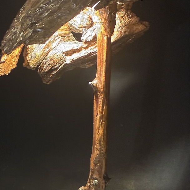 Walnut wood sculpture lamp