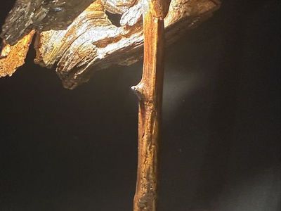 Walnut wood sculpture lamp
