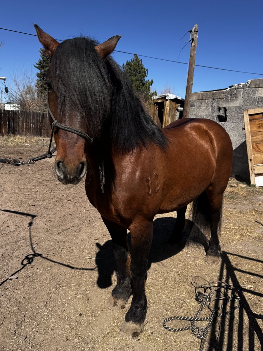 7YO Line Back Dun Draft Cross Gelding