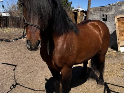 7YO Line Back Dun Draft Cross Gelding