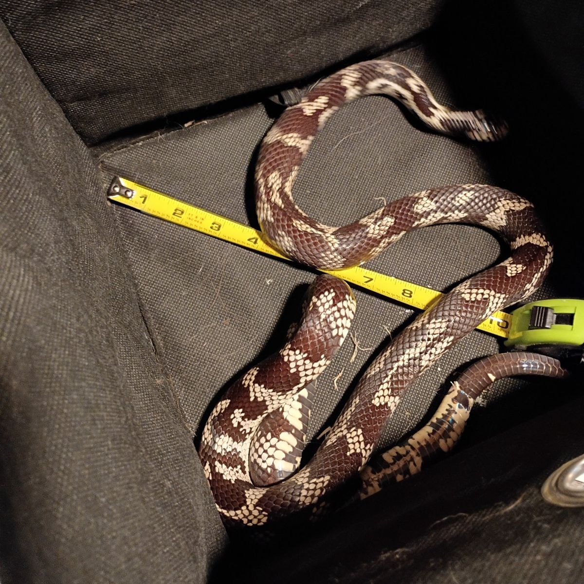 male California kingsnake