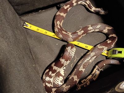 male California kingsnake
