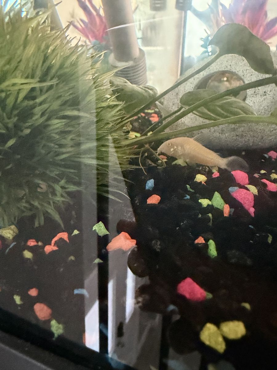 Albino Cory Catfish - Live Freshwater Aquarium Fish - Great for Community Tanks