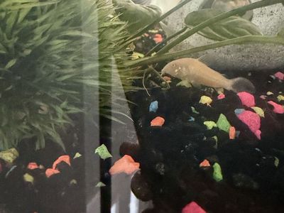 Albino Cory Catfish - Live Freshwater Aquarium Fish - Great for Community Tanks
