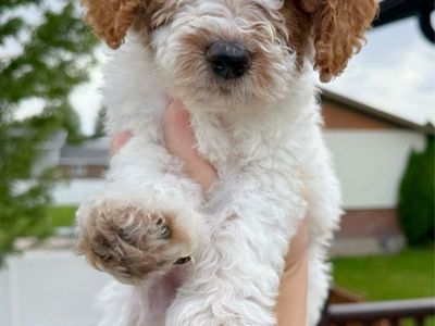 1 Mini Goldendoodle Puppy left!!