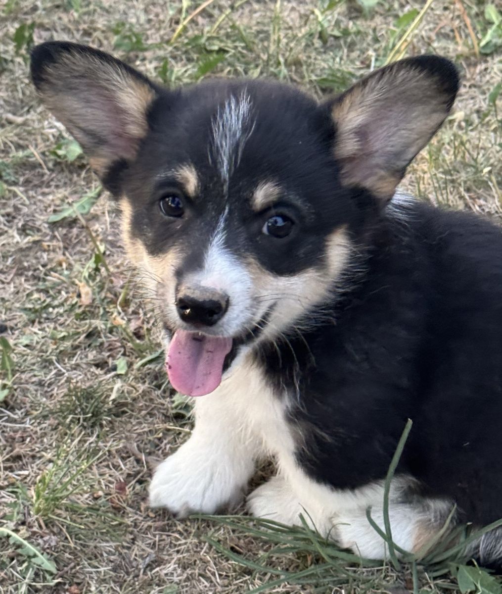 Pembroke Welsh Corgi Puppies