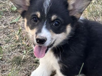 Pembroke Welsh Corgi Puppies
