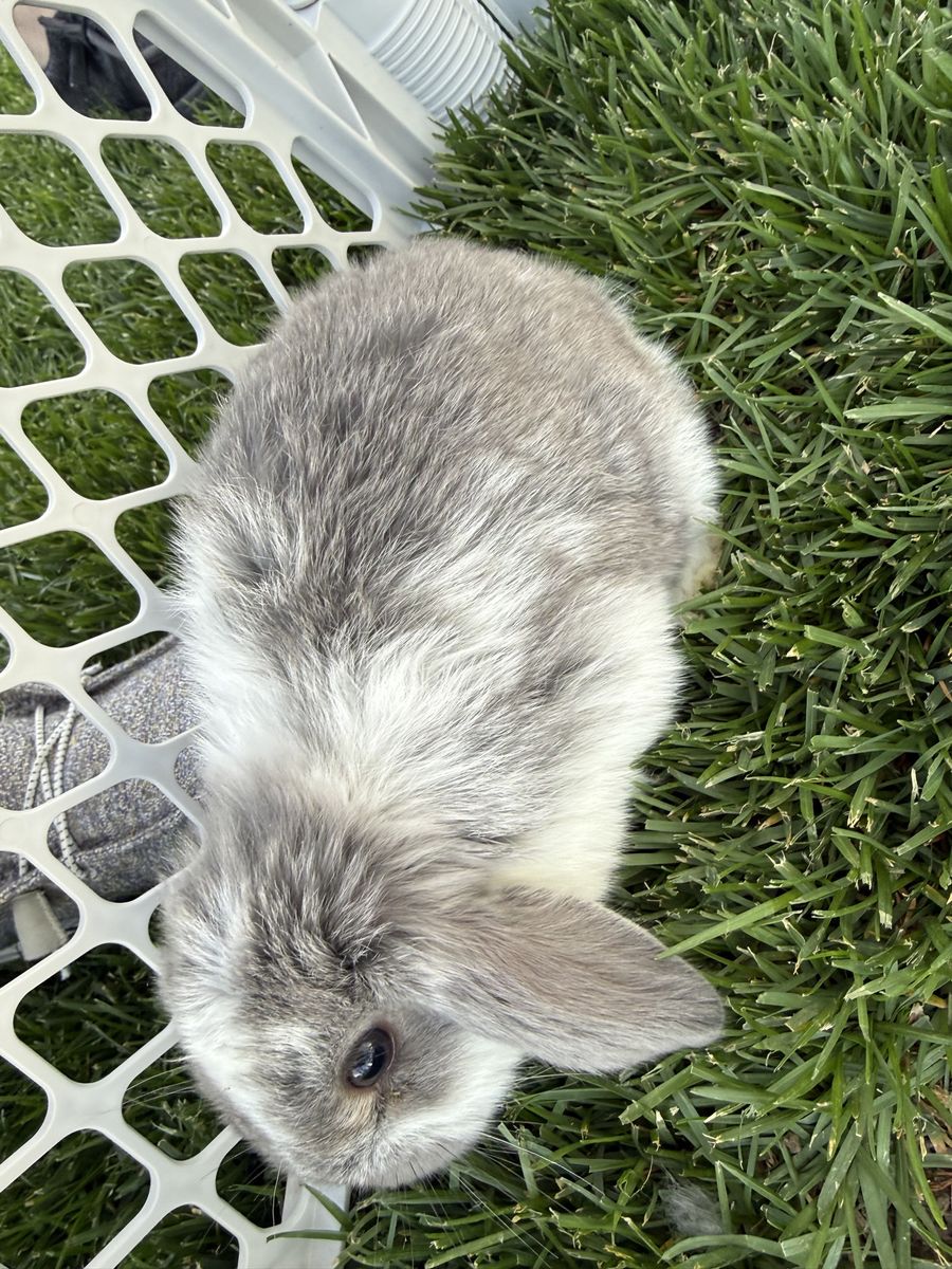 Mini lops