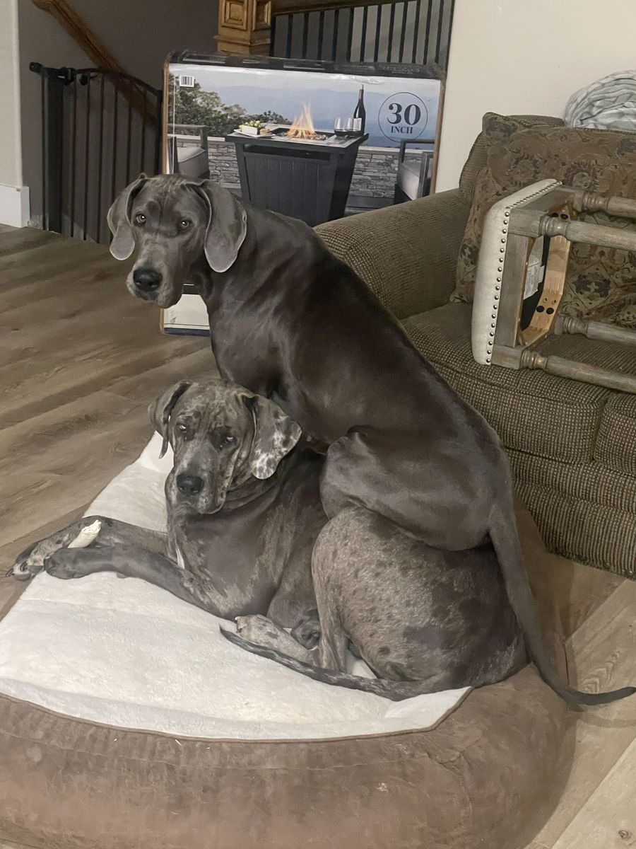 Female Great Danes
