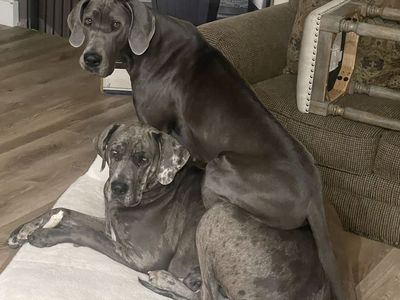 Female Great Danes