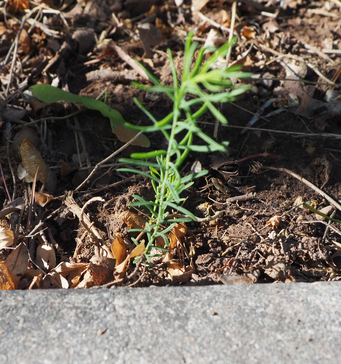 Blue Flax seedlings