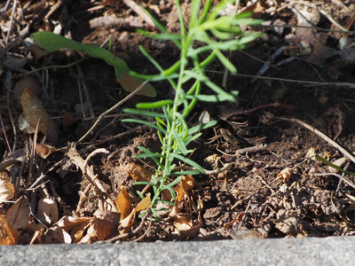 Blue Flax seedlings