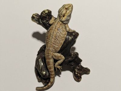 Adult Bearded Dragon DUNE