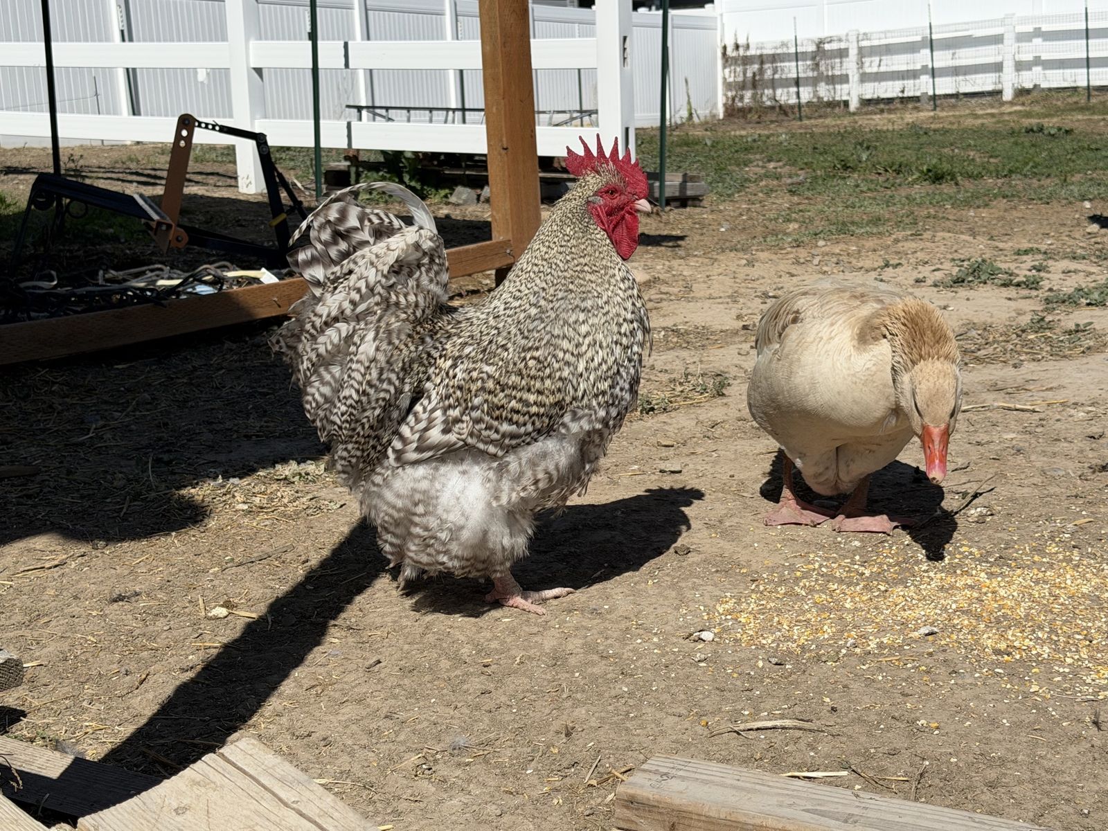 Large breed roosters and hens