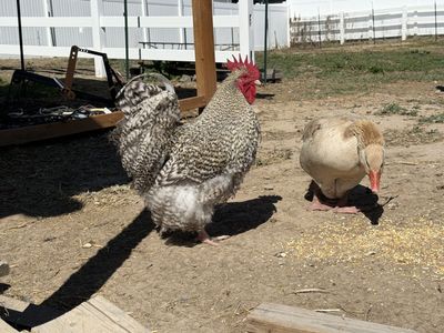 Large breed roosters and hens