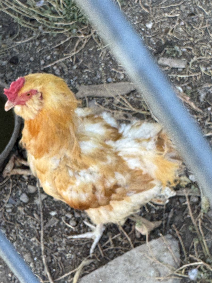 1 year old rooster 