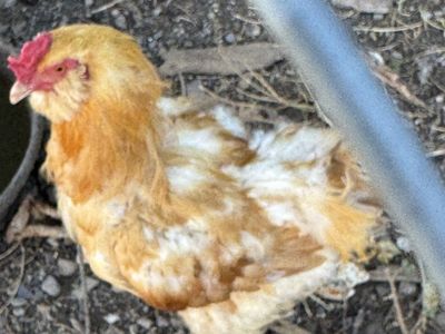 1 year old rooster
